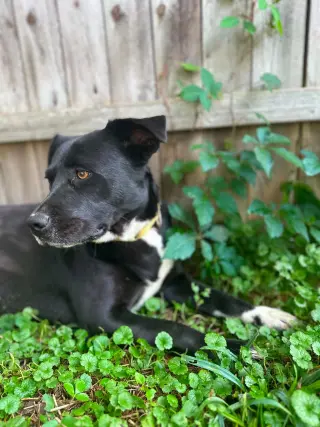 Lilliy ( 1.5 yo, 50lbs)
