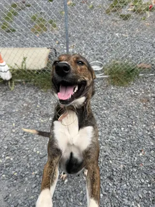 Lucy (3yo, 35Ibs)