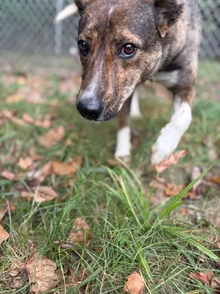 Lucy (3yo, 35Ibs)
