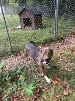 Lucy (3yo, 35Ibs)