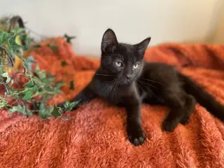Houdini
