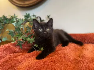 Houdini
