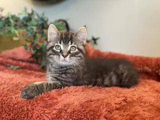 Gizmo