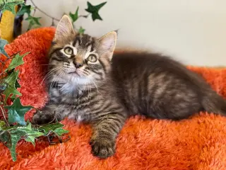 Gizmo