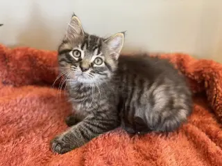 Gizmo