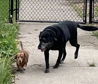 Chase / Maci