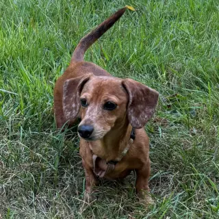 Chase / Maci