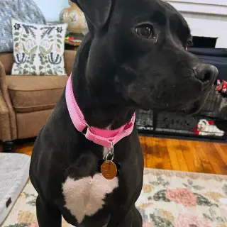 Nutella
