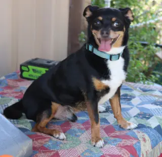 Toby