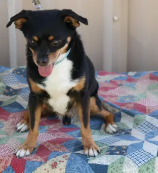 Toby