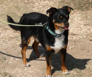 Toby