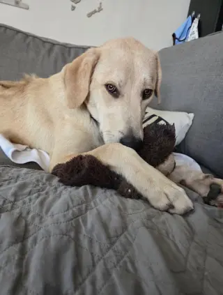 Harper