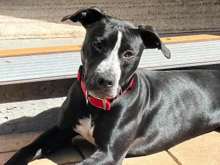 Zevie