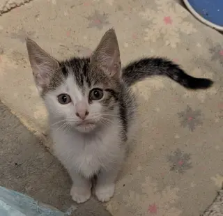 Petite Four
