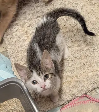 Petite Four