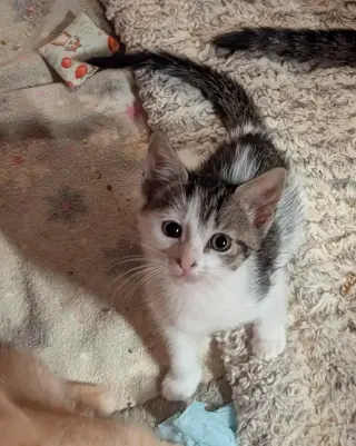 Petite Four