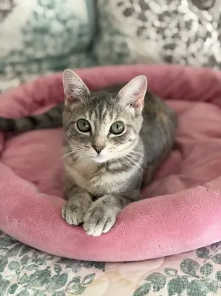 Kelsey