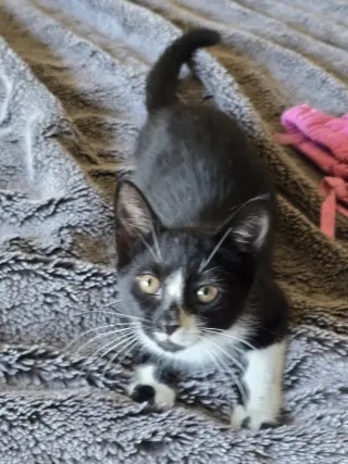 Clyde, Willow Grove Area, (FCID