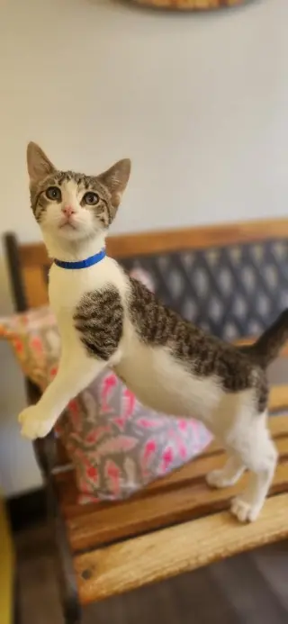 Kitten 28064 (Waffle)