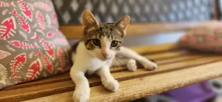 Kitten 28064 (Waffle)