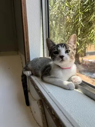 Kitten 27831 (Tammy)