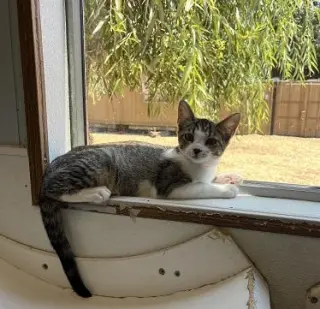 Kitten 27831 (Tammy)