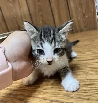 Kitten 27831 (Tammy)