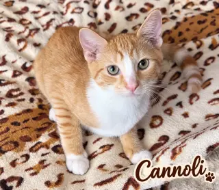 Cannoli, Willow Grove Area, (FCID 06/26/2026-155)