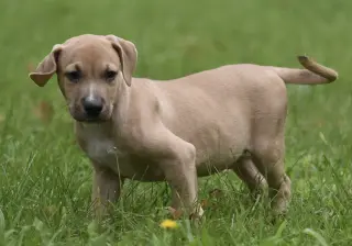 Shiloh