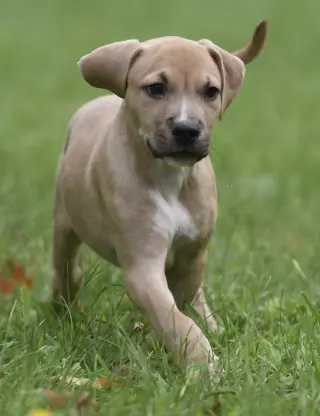 Shiloh