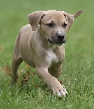 Shiloh