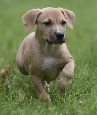 Shiloh