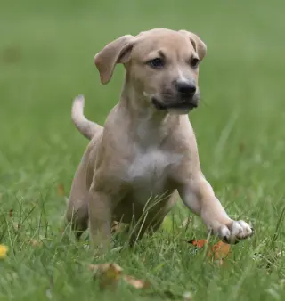 Shiloh