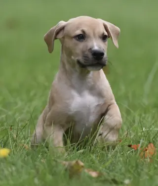 Shiloh
