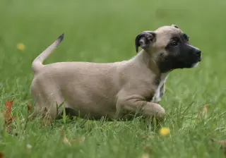 Sawyer