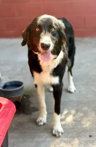 Gigi