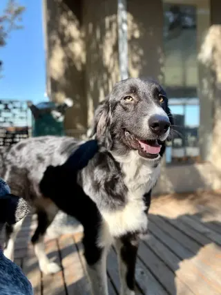 Gigi