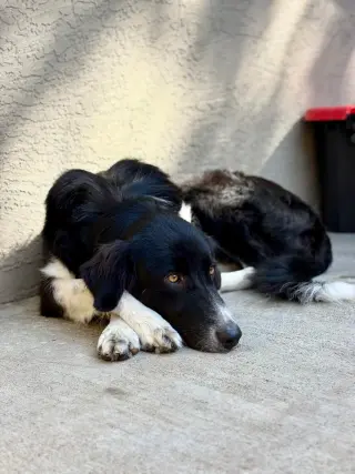 Gigi