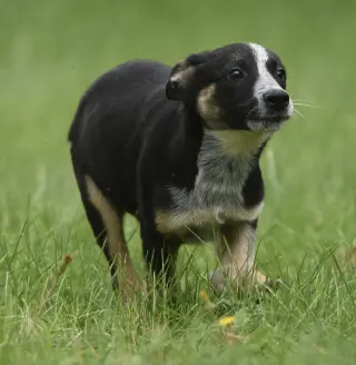 Ronan