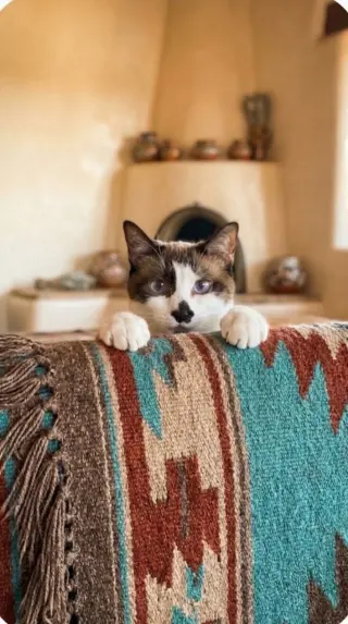 NYXi