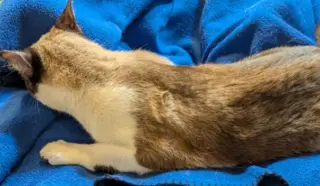 NYXi