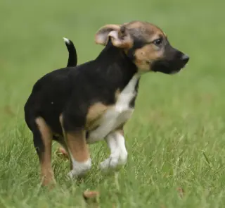 Remi
