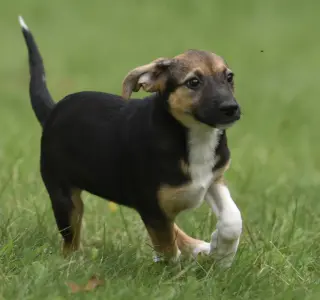 Remi