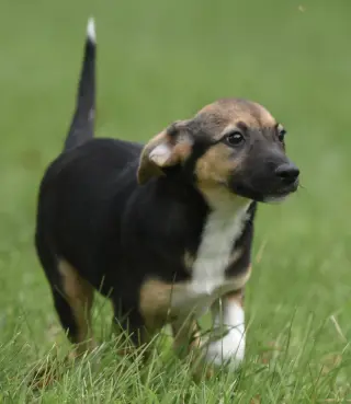 Remi