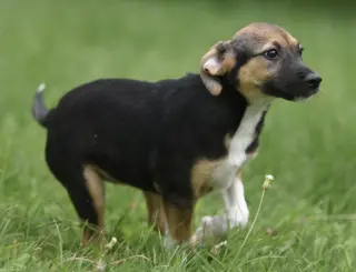 Remi