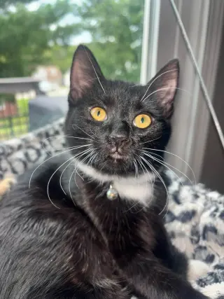 Abby