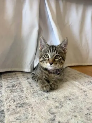 Tabby