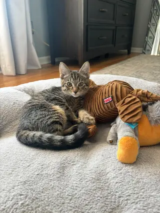 Tabby