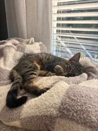 Tabby