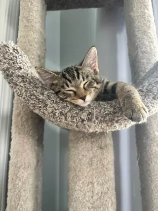 Tabby